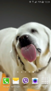 Dog Licks Screen 4K Wallpaper screenshot 9