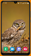 Owl HD Wallpaper screenshot 4