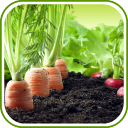 Vegetable Garden Design Ideas