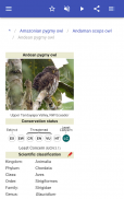 Owls screenshot 14