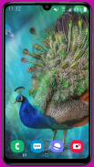 Peacock Wallpaper HD screenshot 14