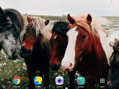 Horses Video Live Wallpaper screenshot 8