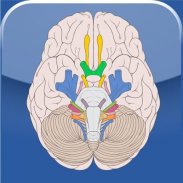 Cranial Nerves screenshot 1