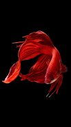 Betta Fish Wallpapers screenshot 6