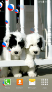 Cute Puppies Live Wallpapers screenshot 1