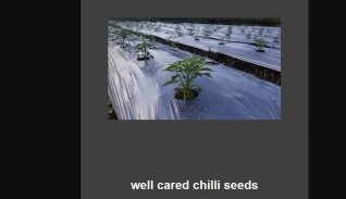 how to grow red peppers screenshot 0