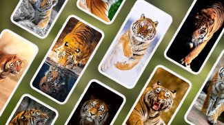 Tiger Wallpapers 4K screenshot 1