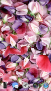 Petals 3D live wallpaper screenshot 6