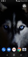 Free Wolf Wallpapers HD screenshot 12