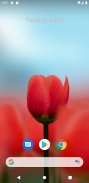 3D Tulip Live Wallpaper screenshot 5