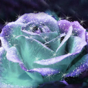 3D Rose Live Wallpaper Icon