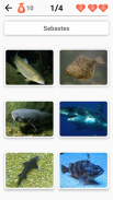 Animals -Quiz about Mammals, Birds, Fish!Zoo quiz. screenshot 5