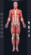 Muscle Anatomy Pro. screenshot 12