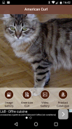 American Curl Cat screenshot 0