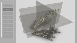 3D Frog Skeleton screenshot 8