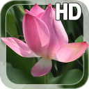 Lotus Live Wallpaper Icon