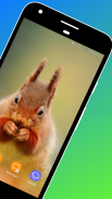 Squirrel Wallpaper screenshot 0