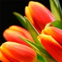 Tulips Wallpapers Icon