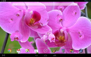 Pink Orchid LWP Free screenshot 2