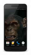 Talking Monkey Live Wallpaper screenshot 4