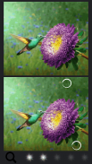 Spot the Difference Birds screenshot 9