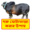 গরু মোটাতাজাকরনের উপায়