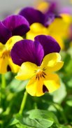 Flowers Wallpaper screenshot 2