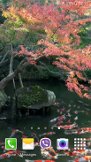 Koi Pond Video Live Wallpaper screenshot 4