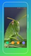 Grasshopper Wallpaper screenshot 12