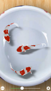 Beautiful Koi Fish screenshot 3