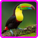 Birds Quiz Game