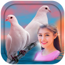 Love Birds Photo Frames Icon