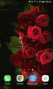 Red Roses Shine LWP screenshot 1