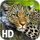 Leopard Live Wallpaper Icon