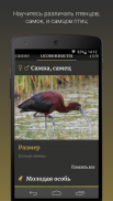 Ptushki – Определитель птиц Беларуси screenshot 0