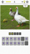 Uccelli famosi del mondo: Quiz con foto colorate screenshot 0