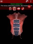 Muskulöses System in 3D (Anatomie). screenshot 8
