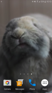 Rabbit Licks Your Screen LWP screenshot 3