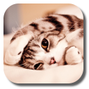 Lazy Cat Live Wallpaper