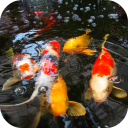 Koi Fish Video Wallpaper 3D