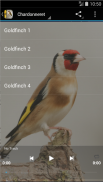 Singing Birds & Wallapaper -goldfinch & canary screenshot 0