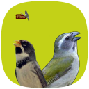 Pássaros de Fibra Icon