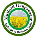 Mustard Ganganagar