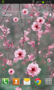 Cherry Blossom LWP screenshot 1