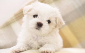 Puppies Live Wallpaper 🐶 Cute Puppy Pictures screenshot 4