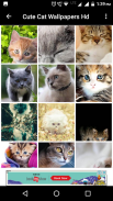 Cute Cat Wallpapers Hd screenshot 8