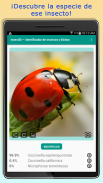 InsectID – Identifica Insectos screenshot 8