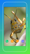 Grasshopper Wallpaper screenshot 8