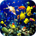 Sea Life Video Wallpapers Icon