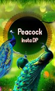 Peacock Insta DP Maker screenshot 2